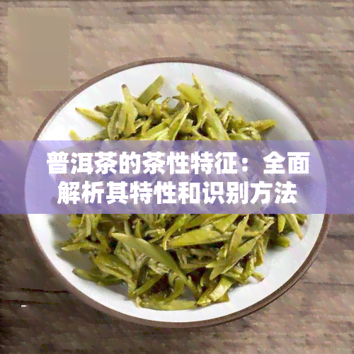 普洱茶的茶性特征：全面解析其特性和识别方法