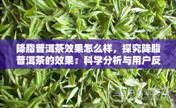 降脂普洱茶效果怎么样，探究降脂普洱茶的效果：科学分析与用户反馈