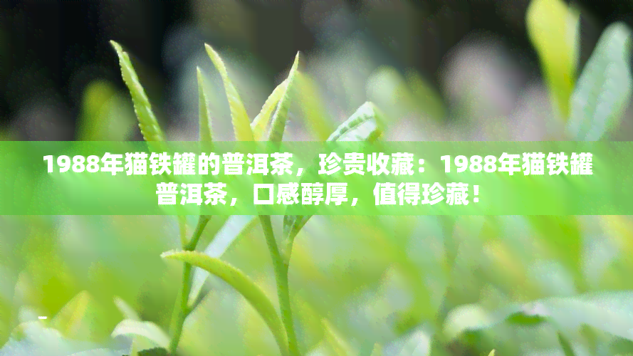 1988年猫铁罐的普洱茶，珍贵收藏：1988年猫铁罐普洱茶，口感醇厚，值得珍藏！