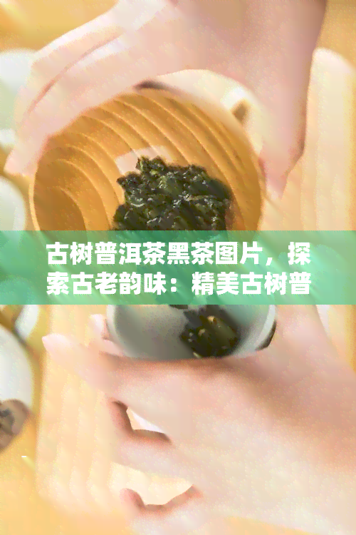 古树普洱茶黑茶图片，探索古老韵味：精美古树普洱茶与黑茶图片欣