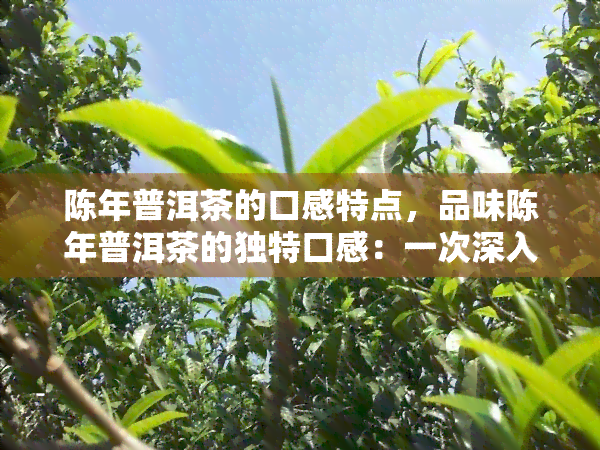 陈年普洱茶的口感特点，品味陈年普洱茶的独特口感：一次深入的品茗体验