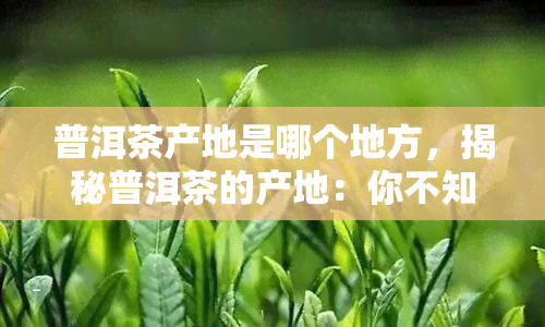 普洱茶产地是哪个地方，揭秘普洱茶的产地：你不知道的神秘源头