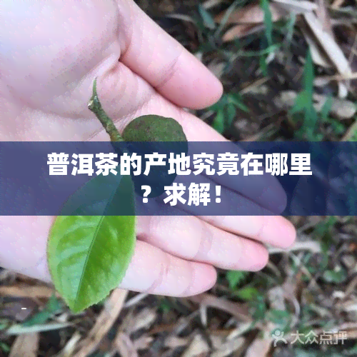 普洱茶的产地究竟在哪里？求解！