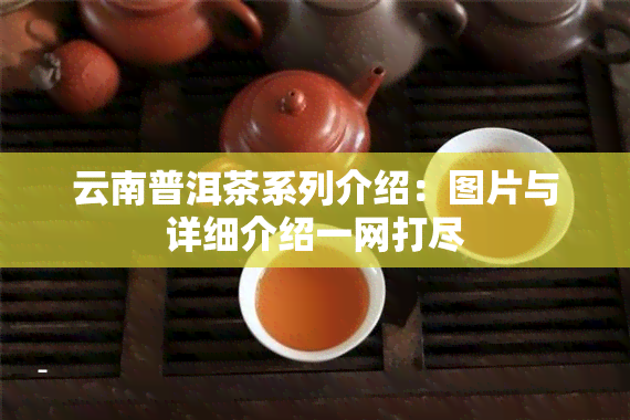 云南普洱茶系列介绍：图片与详细介绍一网打尽