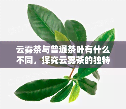 云雾茶与普通茶叶有什么不同，探究云雾茶的独特之处：与普通茶叶的差异对比