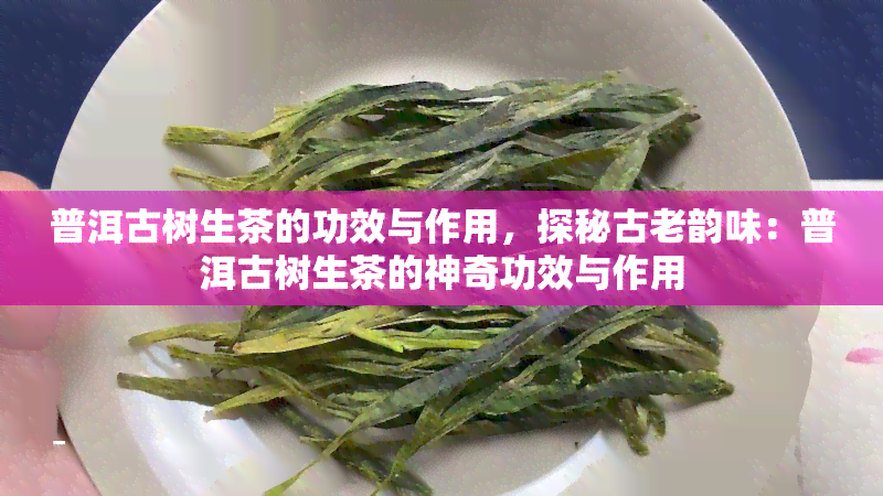 普洱古树生茶的功效与作用，探秘古老韵味：普洱古树生茶的神奇功效与作用