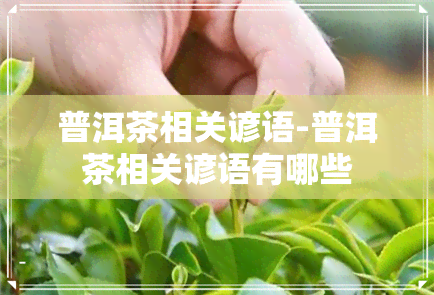 普洱茶相关谚语-普洱茶相关谚语有哪些