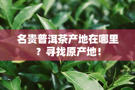 名贵普洱茶产地在哪里？寻找原产地！