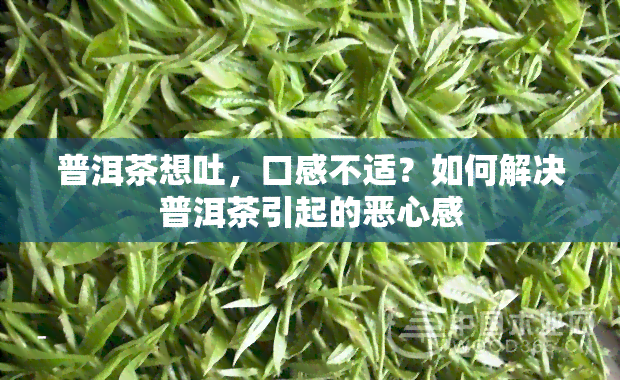 普洱茶想吐，口感不适？如何解决普洱茶引起的恶心感