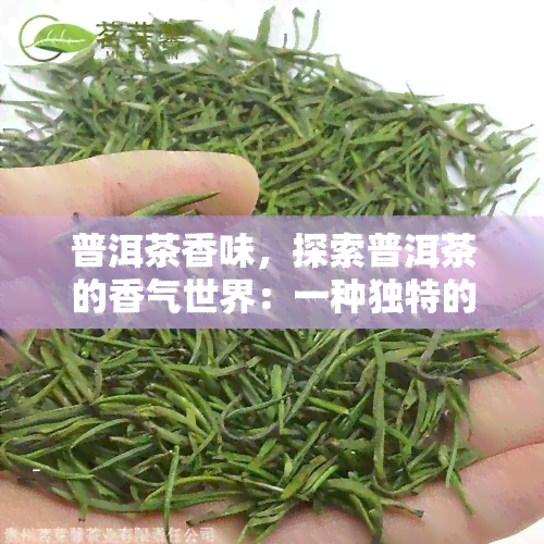 普洱茶香味，探索普洱茶的香气世界：一种独特的茶叶香味体验