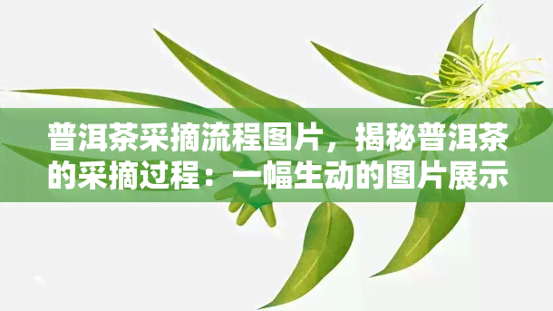 普洱茶采摘流程图片，揭秘普洱茶的采摘过程：一幅生动的图片展示