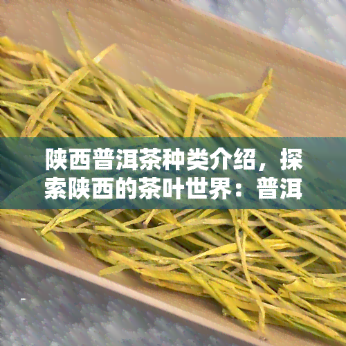 陕西普洱茶种类介绍，探索陕西的茶叶世界：普洱茶种类详细介绍