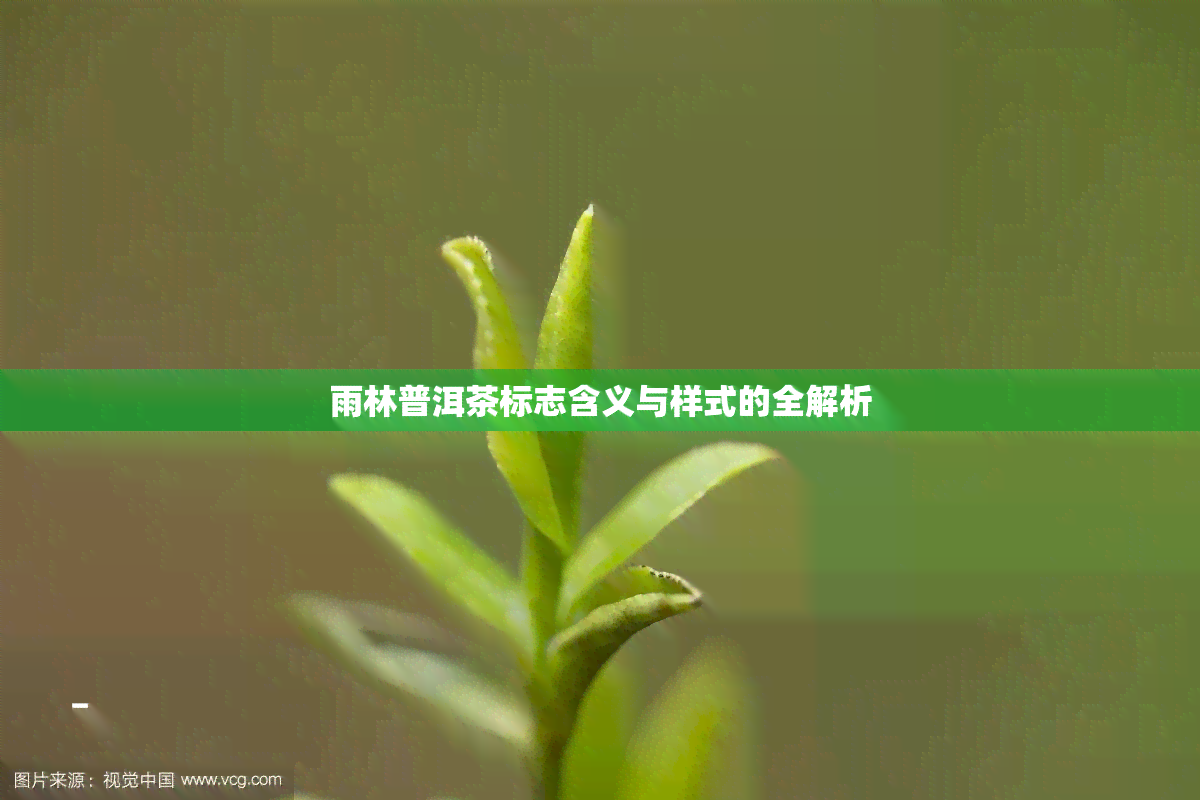 雨林普洱茶标志含义与样式的全解析