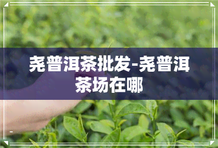 尧普洱茶批发-尧普洱茶场在哪