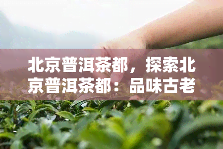 北京普洱茶都，探索北京普洱茶都：品味古老与现代的交融