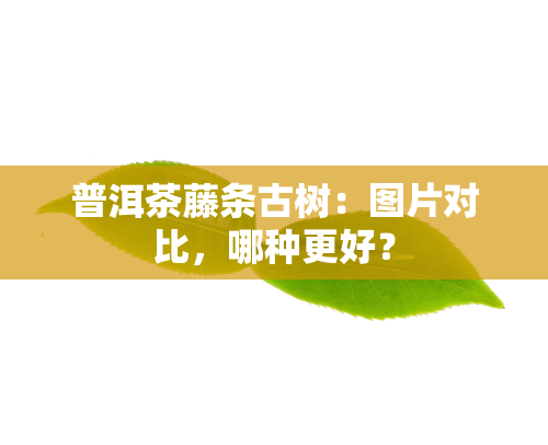 普洱茶藤条古树：图片对比，哪种更好？