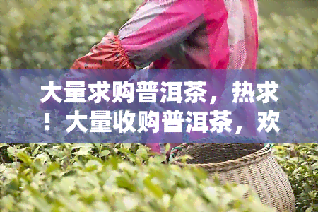 大量求购普洱茶，热求！大量收购普洱茶，欢迎供应商洽谈合作