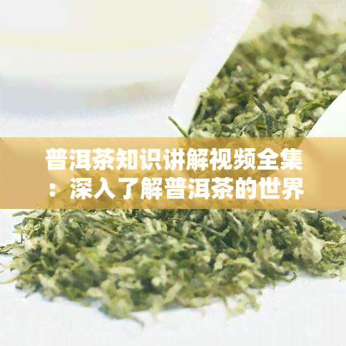 普洱茶知识讲解视频全集：深入了解普洱茶的世界