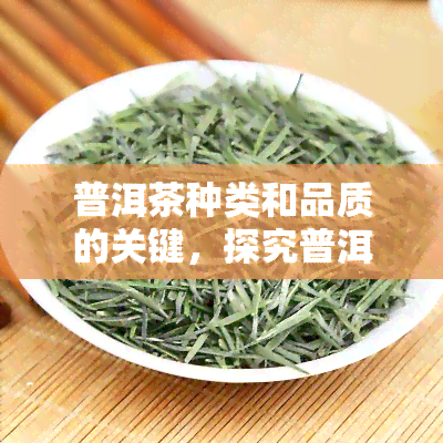 普洱茶种类和品质的关键，探究普洱茶的品种与品质：关键因素解析