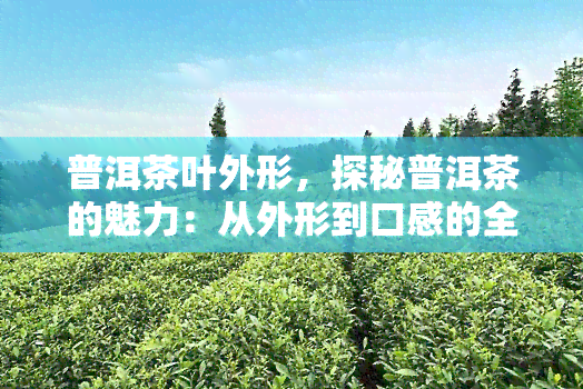 普洱茶叶外形，探秘普洱茶的魅力：从外形到口感的全方位解析