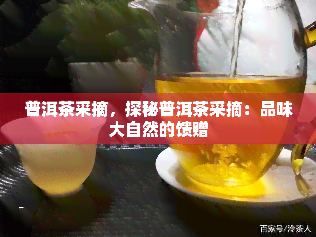 普洱茶采摘，探秘普洱茶采摘：品味大自然的馈赠