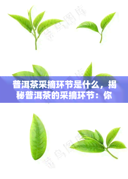 普洱茶采摘环节是什么，揭秘普洱茶的采摘环节：你知道多少？