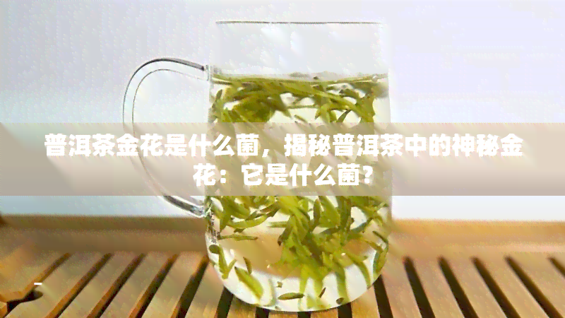 普洱茶金花是什么菌，揭秘普洱茶中的神秘金花：它是什么菌？