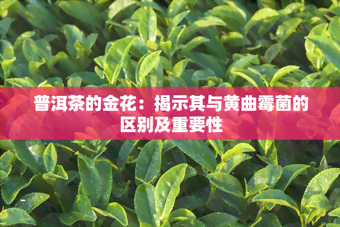 普洱茶的金花：揭示其与黄曲霉菌的区别及重要性