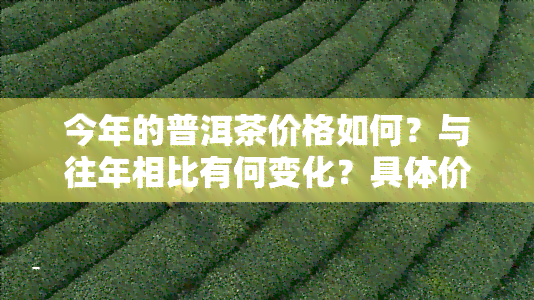 今年的普洱茶价格如何？与往年相比有何变化？具体价格是多少？