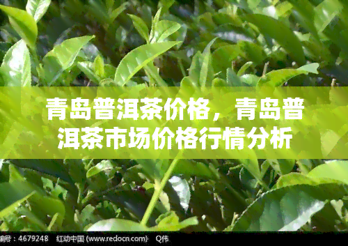 青岛普洱茶价格，青岛普洱茶市场价格行情分析