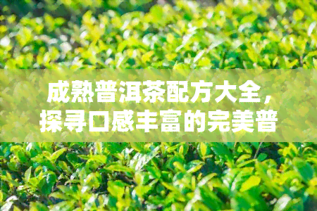 成熟普洱茶配方大全，探寻口感丰富的完美普洱茶：成熟普洱茶配方大全