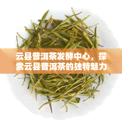 云县普洱茶发酵中心，探索云县普洱茶的独特魅力：揭秘发酵中心的秘密