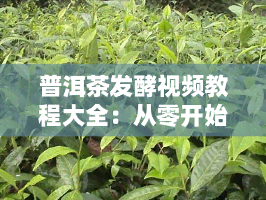 普洱茶发酵视频教程大全：从零开始学制作普洱茶