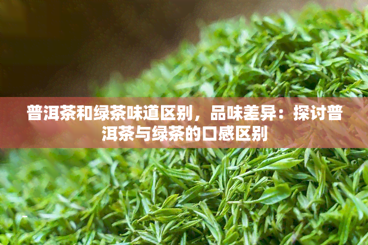 普洱茶和绿茶味道区别，品味差异：探讨普洱茶与绿茶的口感区别