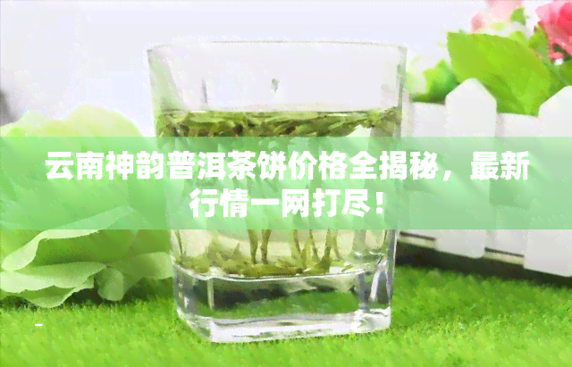 云南神韵普洱茶饼价格全揭秘，最新行情一网打尽！