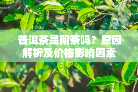 普洱茶是阴茶吗？原因解析及价格影响因素