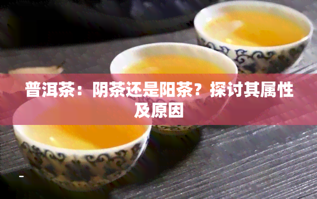 普洱茶：阴茶还是阳茶？探讨其属性及原因