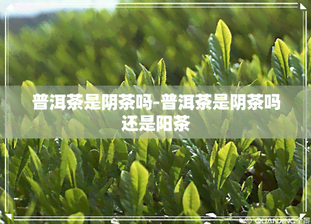 普洱茶是阴茶吗-普洱茶是阴茶吗还是阳茶