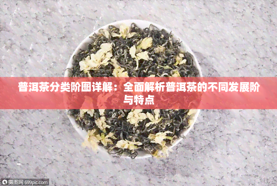 普洱茶分类阶图详解：全面解析普洱茶的不同发展阶与特点