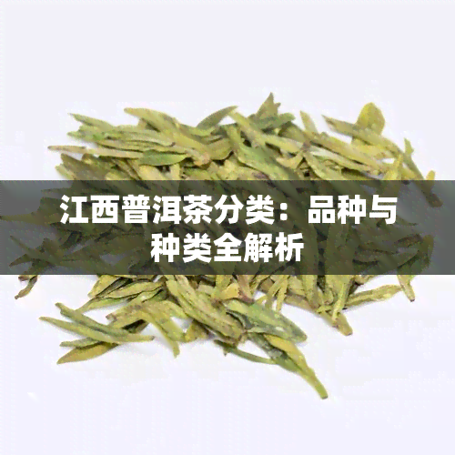 江西普洱茶分类：品种与种类全解析