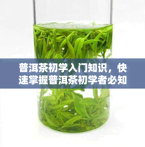 普洱茶初学入门知识，快速掌握普洱茶初学者必知入门知识