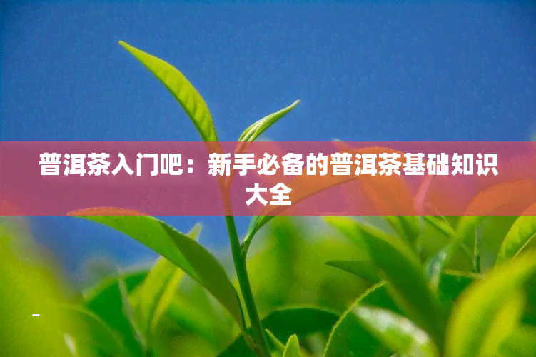 普洱茶入门吧：新手必备的普洱茶基础知识大全