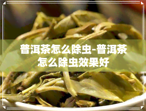 普洱茶怎么除虫-普洱茶怎么除虫效果好