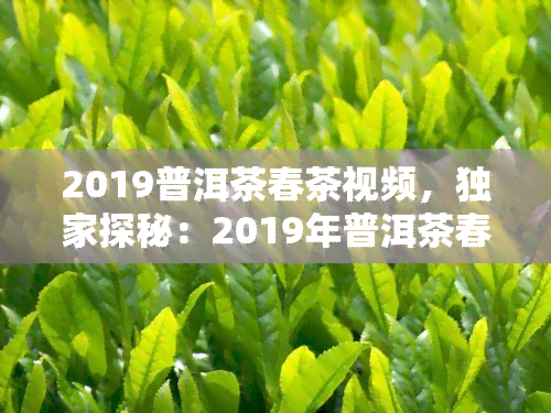 2019普洱茶春茶视频，独家探秘：2019年普洱茶春茶采摘全过程视频！