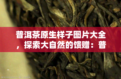 普洱茶原生样子图片大全，探索大自然的馈赠：普洱茶原生样子图片大全