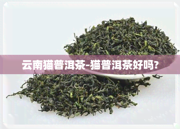 云南猫普洱茶-猫普洱茶好吗?