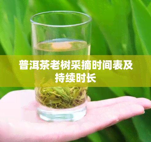 普洱茶老树采摘时间表及持续时长