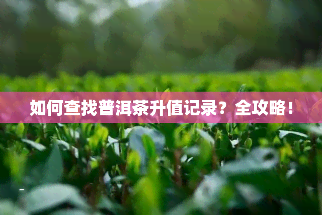 如何查找普洱茶升值记录？全攻略！