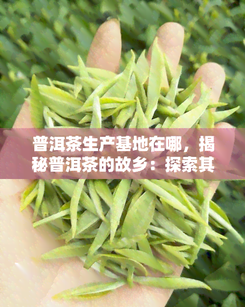 普洱茶生产基地在哪，揭秘普洱茶的故乡：探索其生产基地在哪里