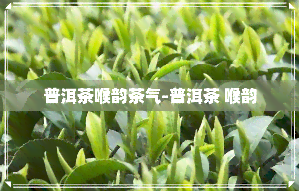 普洱茶喉韵茶气-普洱茶 喉韵